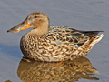 Northern Shoveler